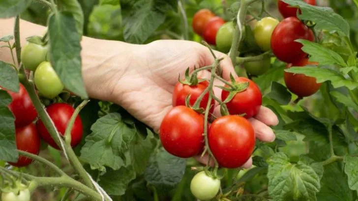 Stop These 10 Common Tomato Mistakes That Guarantee Zero Harvest (+ 10 Pro Secrets)