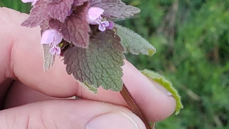 Sure Signs You’re Looking at Purple Dead Nettle (Plus How to Make the Most of It)