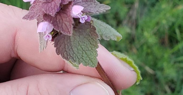 Sure Signs You’re Looking at Purple Dead Nettle (Plus How to Make the Most of It)