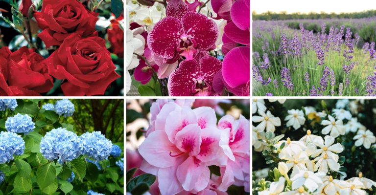 The 16 Plants I’ll Never Grow Again (Even Though They Look Great)