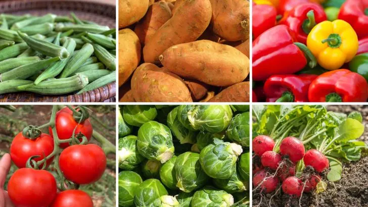 The 8 Best Vegetables to Grow in Florida Heat (And 8 That Always Struggle)