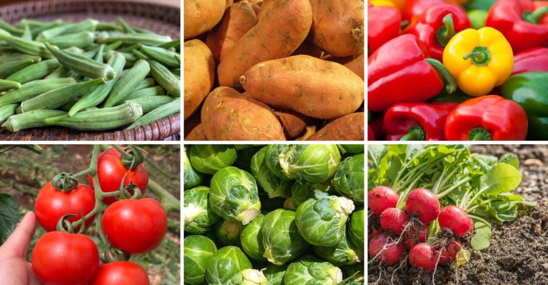 The 8 Best Vegetables to Grow in Florida Heat (And 8 That Always Struggle)