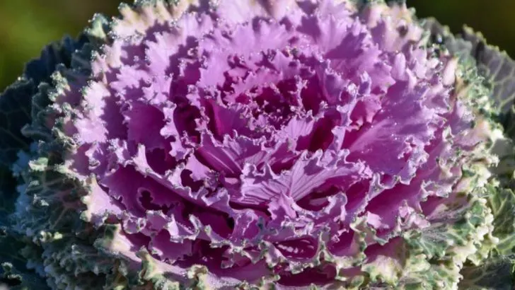 ​The Art of Foodscaping: Integrating Edible Plants into Ornamental Gardens​