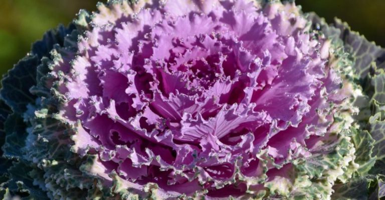 ​The Art of Foodscaping: Integrating Edible Plants into Ornamental Gardens​