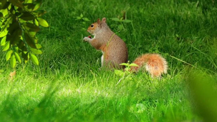 ​The Benefits of Shaggy Lawns: Embracing a Natural Approach to Lawn Care​