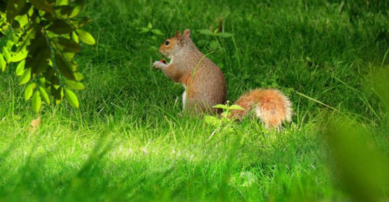 ​The Benefits of Shaggy Lawns: Embracing a Natural Approach to Lawn Care​