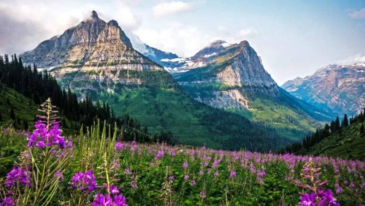 The Best National Parks to Visit During Wildflower Season