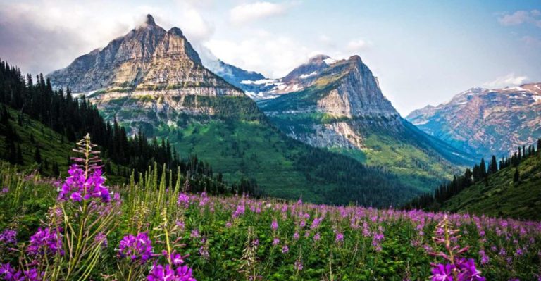 The Best National Parks to Visit During Wildflower Season