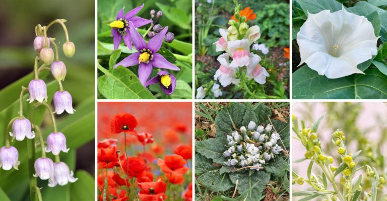 The Forbidden Flowers of Victorian England – And Why They’re Back in Style