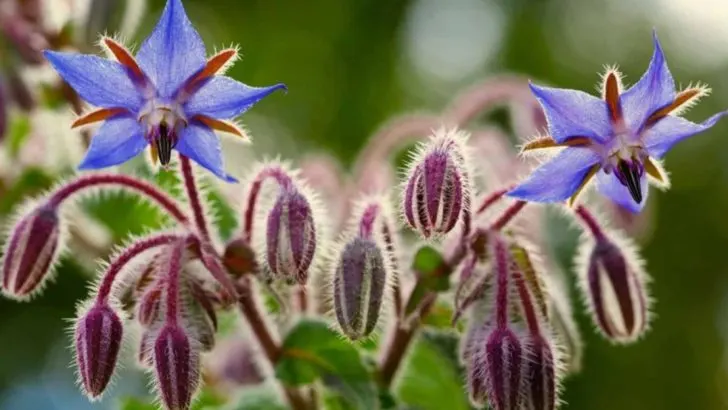 The Role of Pollinator-Friendly Plants in Supporting Biodiversity