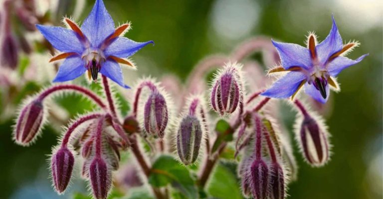 The Role of Pollinator-Friendly Plants in Supporting Biodiversity