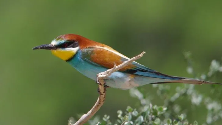 The Surprising Bird That Feeds on Wasps and Keeps Your Garden Safe