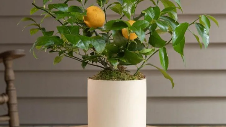 These 17 Trees Can Stay Small Enough for a Patio Pot