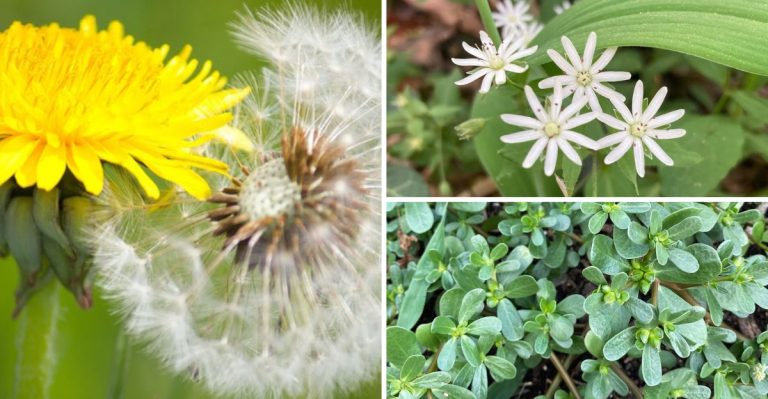 These Weeds Are the First to Show Up—and What They Secretly Tell You About Your Soil