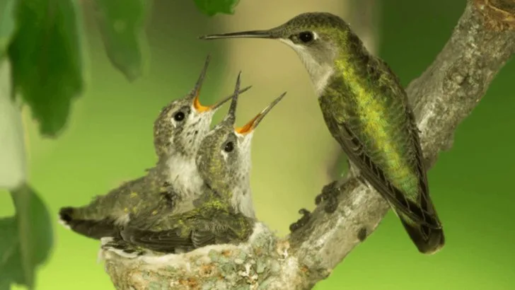 Things You Must Know If You Discover a Hummingbird’s Nest in Your Yard