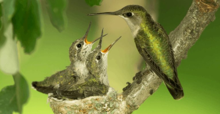 Things You Must Know If You Discover a Hummingbird’s Nest in Your Yard