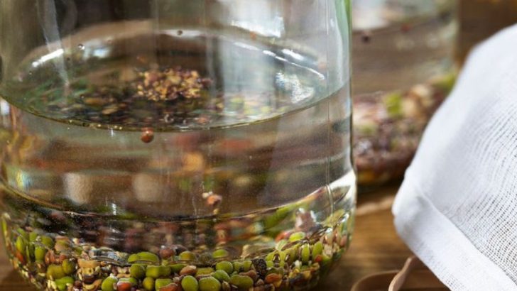 Top Benefits of Soaking Seeds Before You Plant Them (Plus How to Do It)