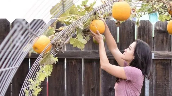 Upside-Down Gardening: Innovative Techniques for Growing Vegetables