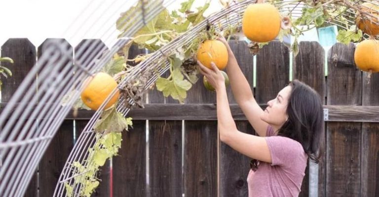 Upside-Down Gardening: Innovative Techniques for Growing Vegetables
