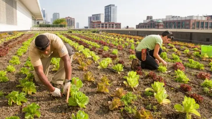 Urban Agriculture: Maximizing Food Production in City Environments