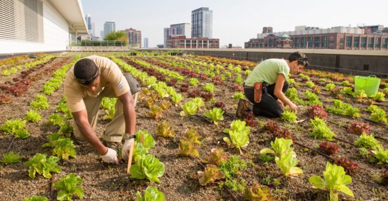 Urban Agriculture: Maximizing Food Production in City Environments