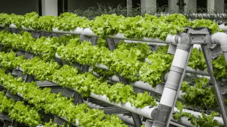 Vertical Farming: Revolutionizing Urban Food Production