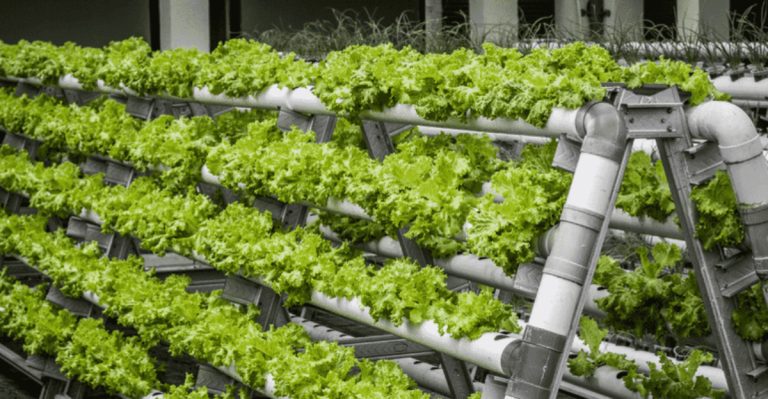 Vertical Farming: Revolutionizing Urban Food Production