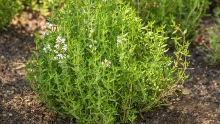 What to Grow If You Hate Watering: 19 Plants That Survive on Rain Alone