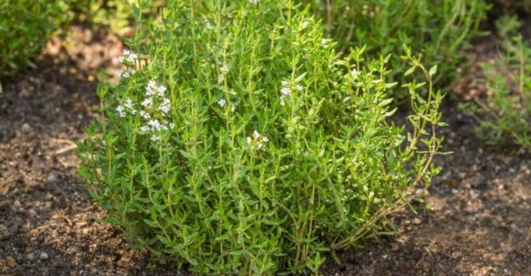 What to Grow If You Hate Watering: 19 Plants That Survive on Rain Alone