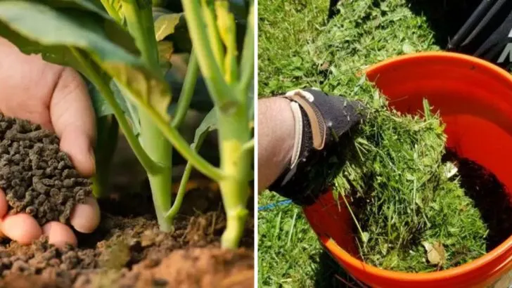 What You Can Do With Grass Clippings That You Probably Haven’t Considered