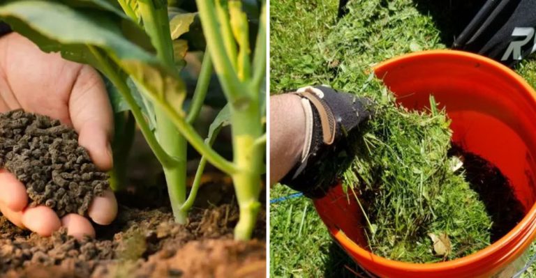 What You Can Do With Grass Clippings That You Probably Haven’t Considered