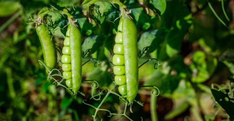 Why Tomatoes Can Be Tricky for New Gardeners—and 12 Easier Plants to Start With