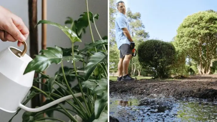 Why Your Plants Are Wilting (Even Though You Water Every Day)