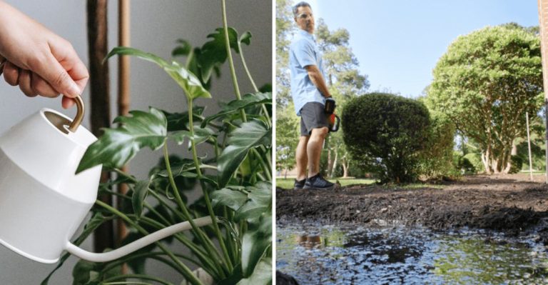 Why Your Plants Are Wilting (Even Though You Water Every Day)