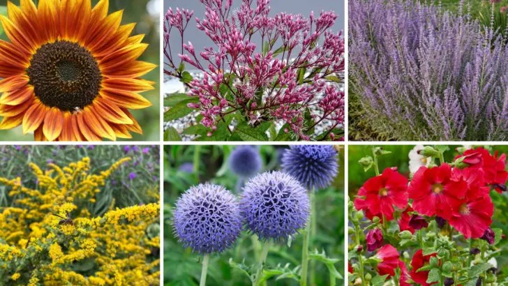 You’ll Never Need to Stake These 17 Flowers—No Matter How Tall They Get