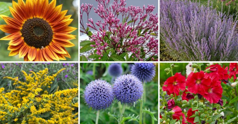 You’ll Never Need to Stake These 17 Flowers—No Matter How Tall They Get
