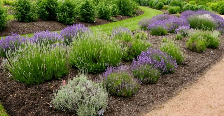10 Garden Plants That Actually Thrive in Windy Locations (And 6 You’ll Lose in the First Storm)