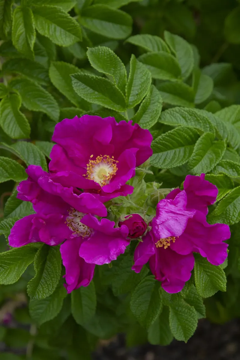 Rugosa Rose