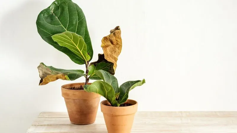 Fiddle Leaf Fig