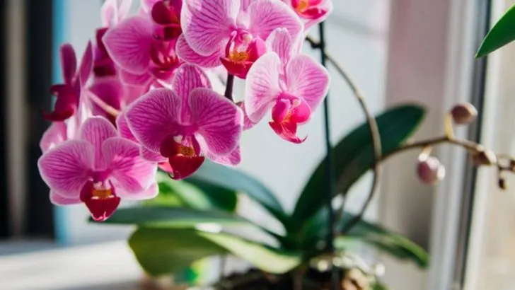 10 Plants That Never Live Up to Their Online Reviews (Try These 10 Instead)