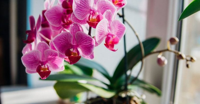 10 Plants That Never Live Up to Their Online Reviews (Try These 10 Instead)