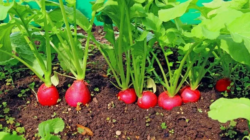 Radishes