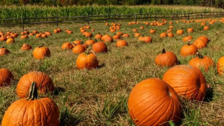 10 Vegetables That Grow Faster in Raised Beds (and 10 That Never Will)