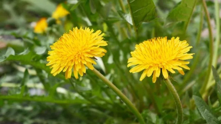 10 Common Weeds That Are Actually Protecting Your Soil