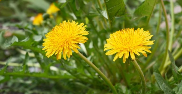 10 Common Weeds That Are Actually Protecting Your Soil