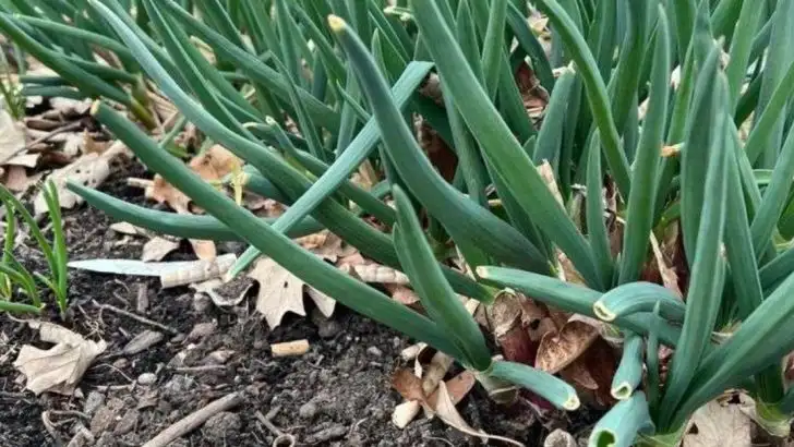 10 Edible Plants That Grow Straight From Kitchen Scraps