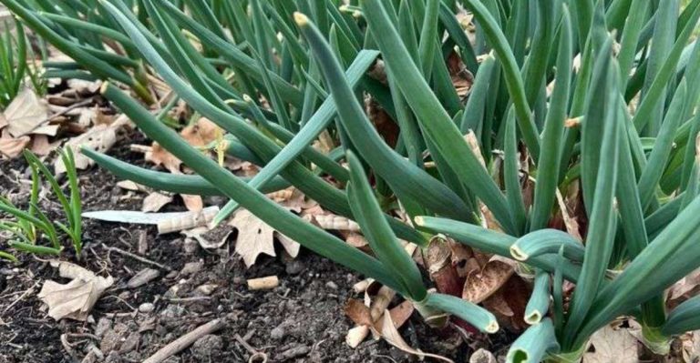 10 Edible Plants That Grow Straight From Kitchen Scraps