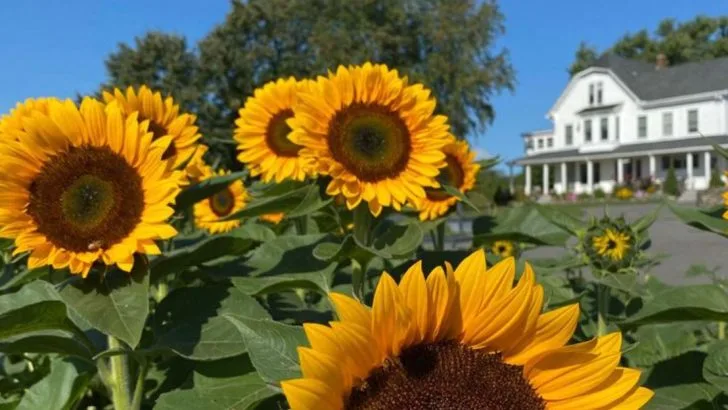 10 Fast-Growing Annuals to Start in Late May (And 8 You Missed the Window For)