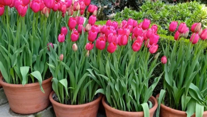 10 Flowers That Never Thrive in Containers (And 10 That Actually Love Them)