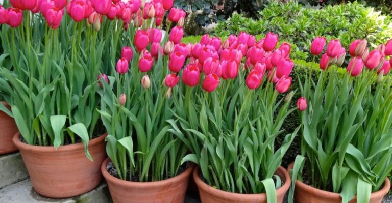 10 Flowers That Never Thrive in Containers (And 10 That Actually Love Them)